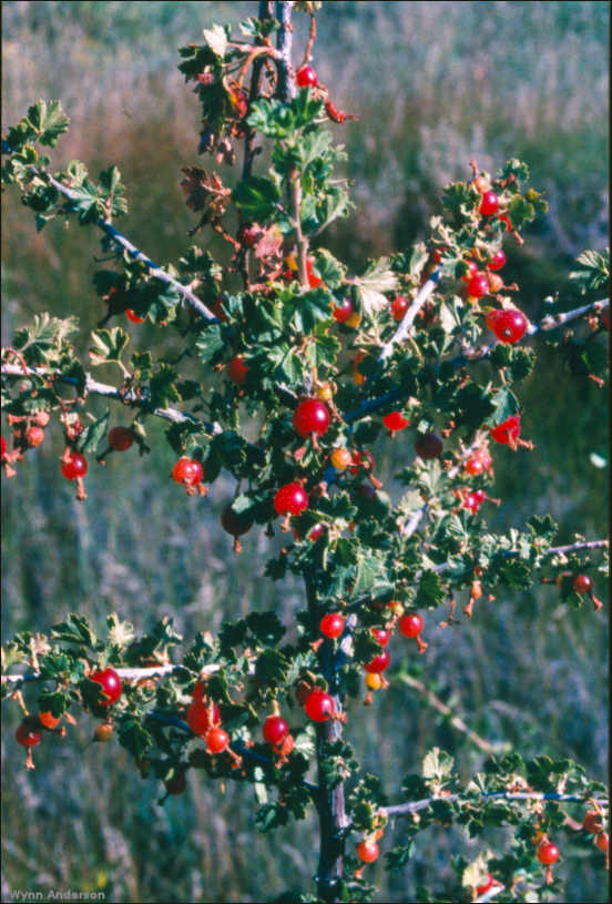 Ribes aureum, fruit