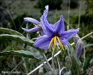 flower of Solanum elaeagnifolium