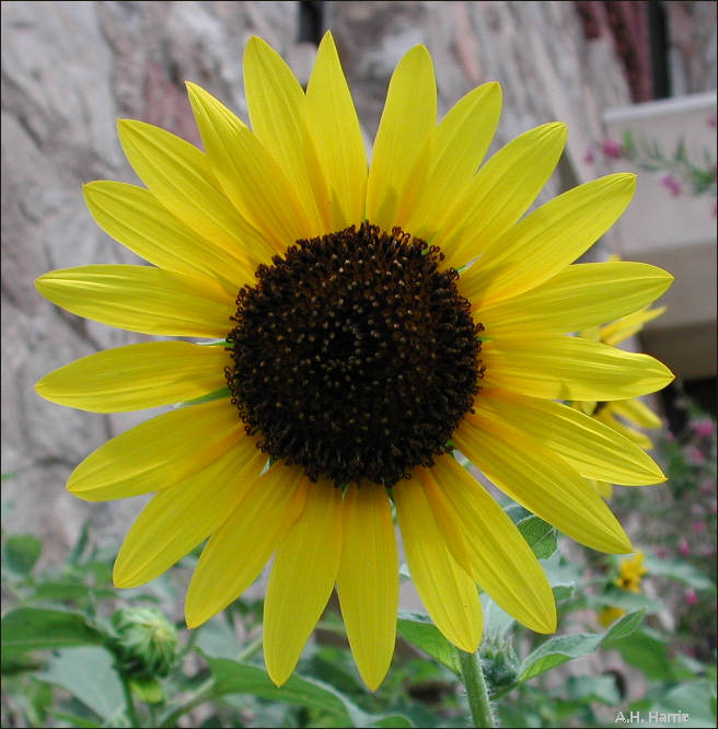 sunflower