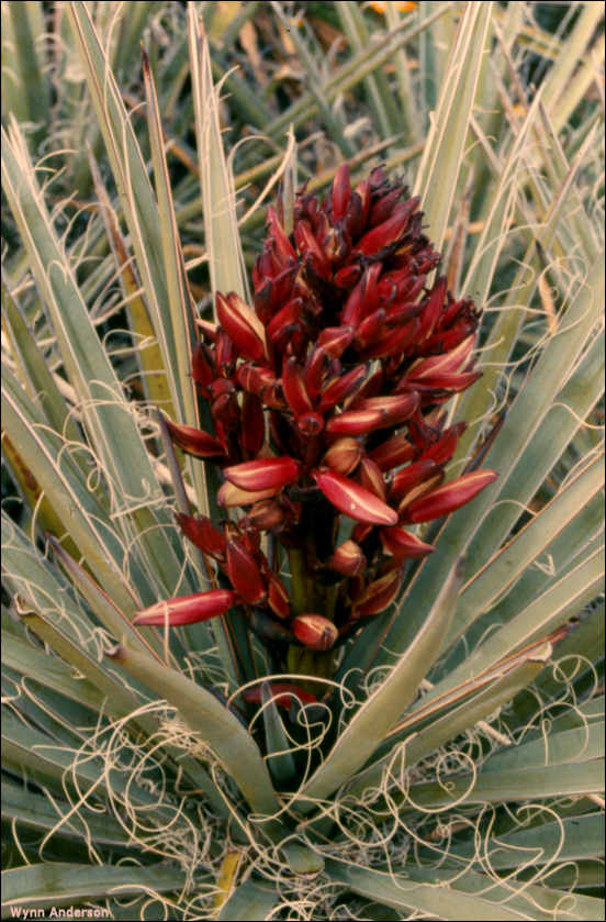 Yucca baccata flower stalk with buds