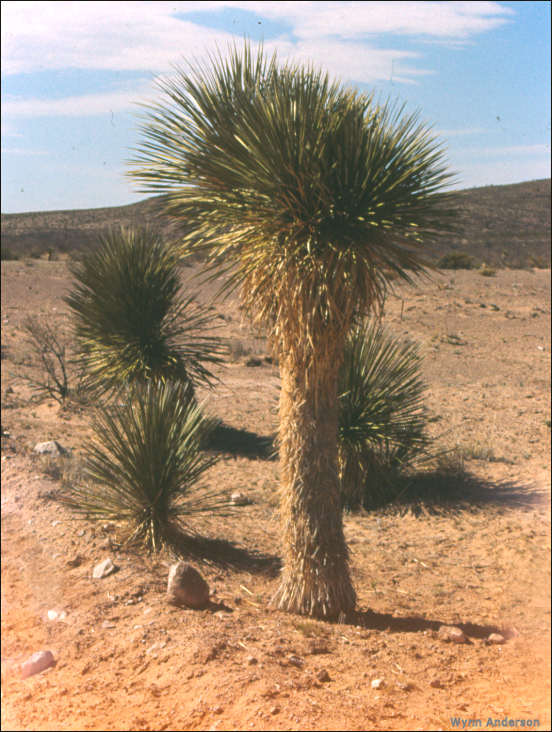 Overview of Yucca elata