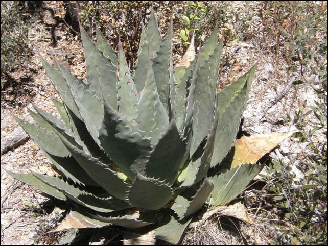 Overview of Agave wocomahi