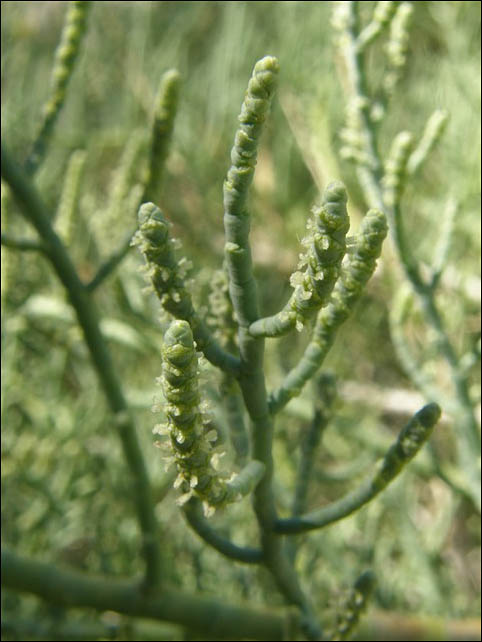 Allenrofea occidentalis (Pickleweed)