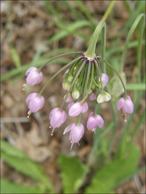 Overview of Allium cernuum