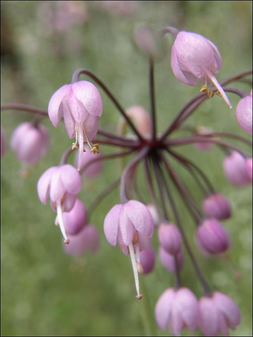 Overview of Allium cernuum