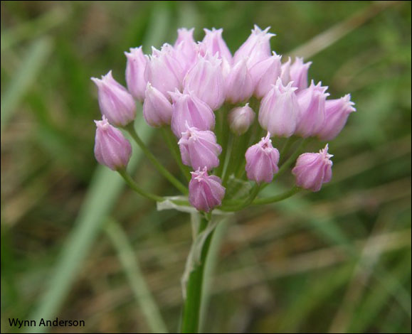 Flowers of Allium geyeri