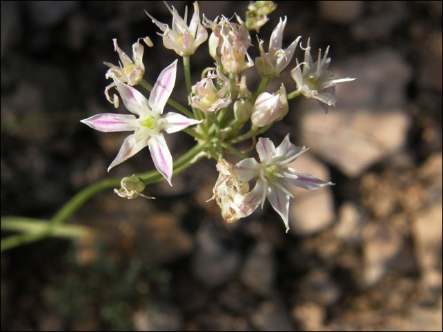 Flowers of Allium kunthii (Kunth Onion).