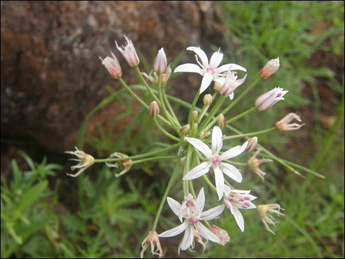 Flowers of Allium rhizomatum (Wild Onion).