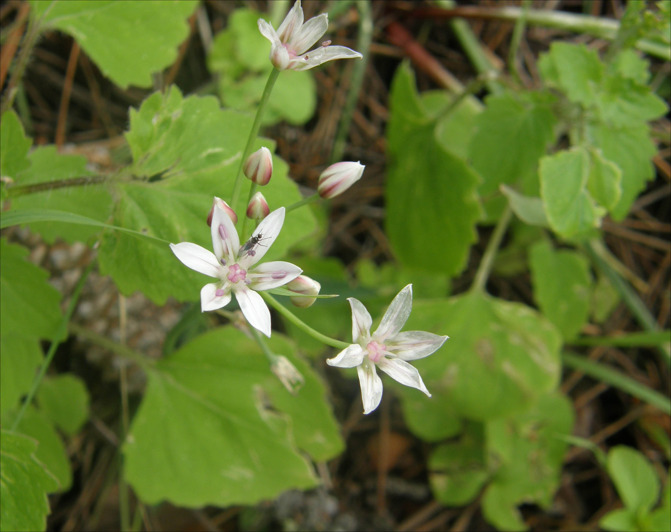 Flowers of Allium rhizomatum (Wild Onion).