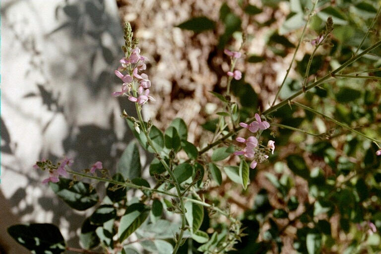 Flowers of Desmodium grahamii