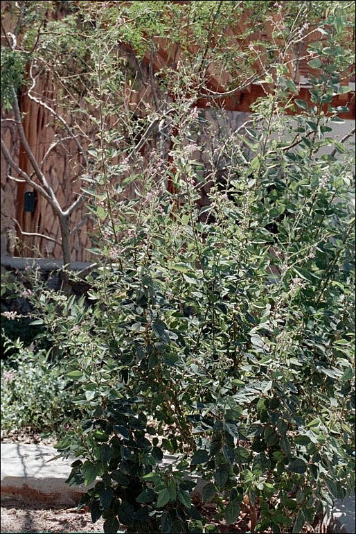 Overview of Desmodium grahamii