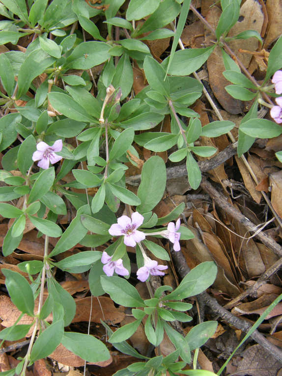 flowers and foliage of Dyschoriste schiedeana v. decumbens