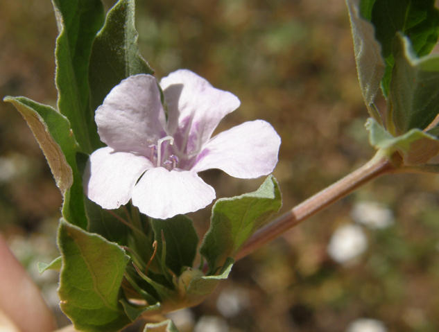 flower of Dyschoriste linearis v. decumbens