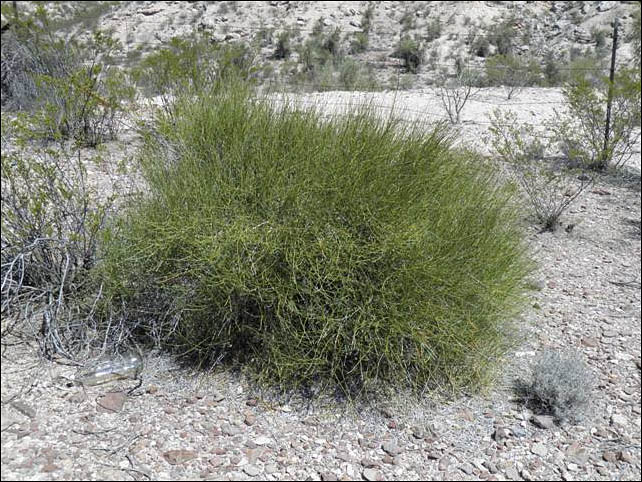 Overview, Ephedra aspera