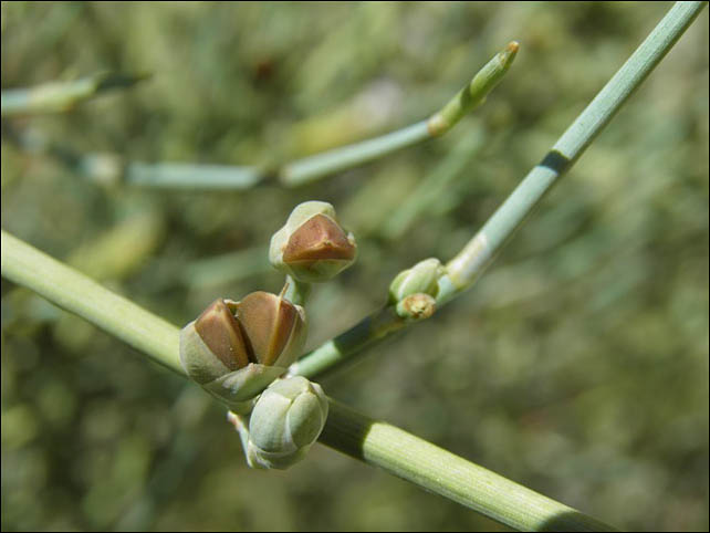 Seed cones, Ephedra aspera