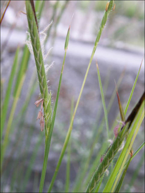 Flowering stalk of Heteropogon contortus