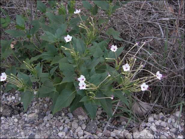 Flowers, Mirabilis linearis