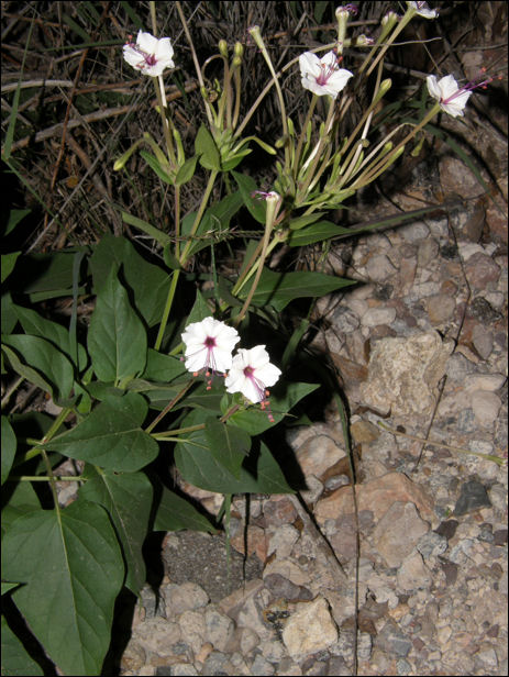 Overview of flowers and foliage, Mirabilis longiflora