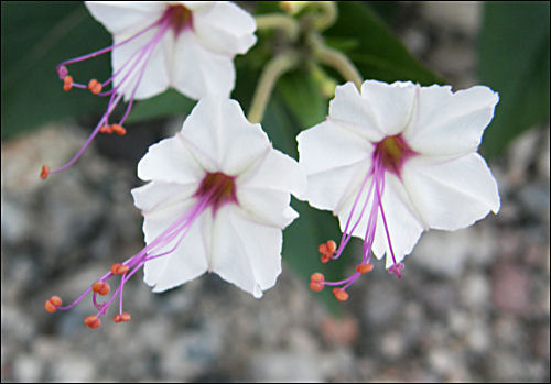 Flowers, Mirabilis linearis