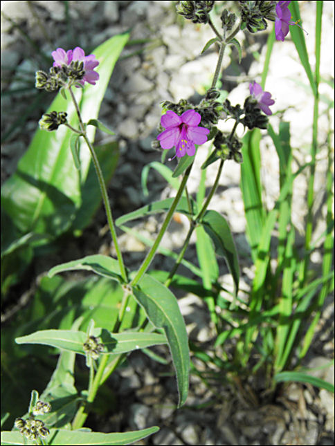Overview of flowers and foliage, Mirabilis melanotricha