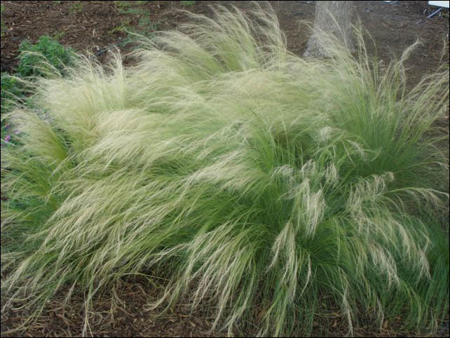 Overview of Nasella tenuissima (Mexican Feather Grass