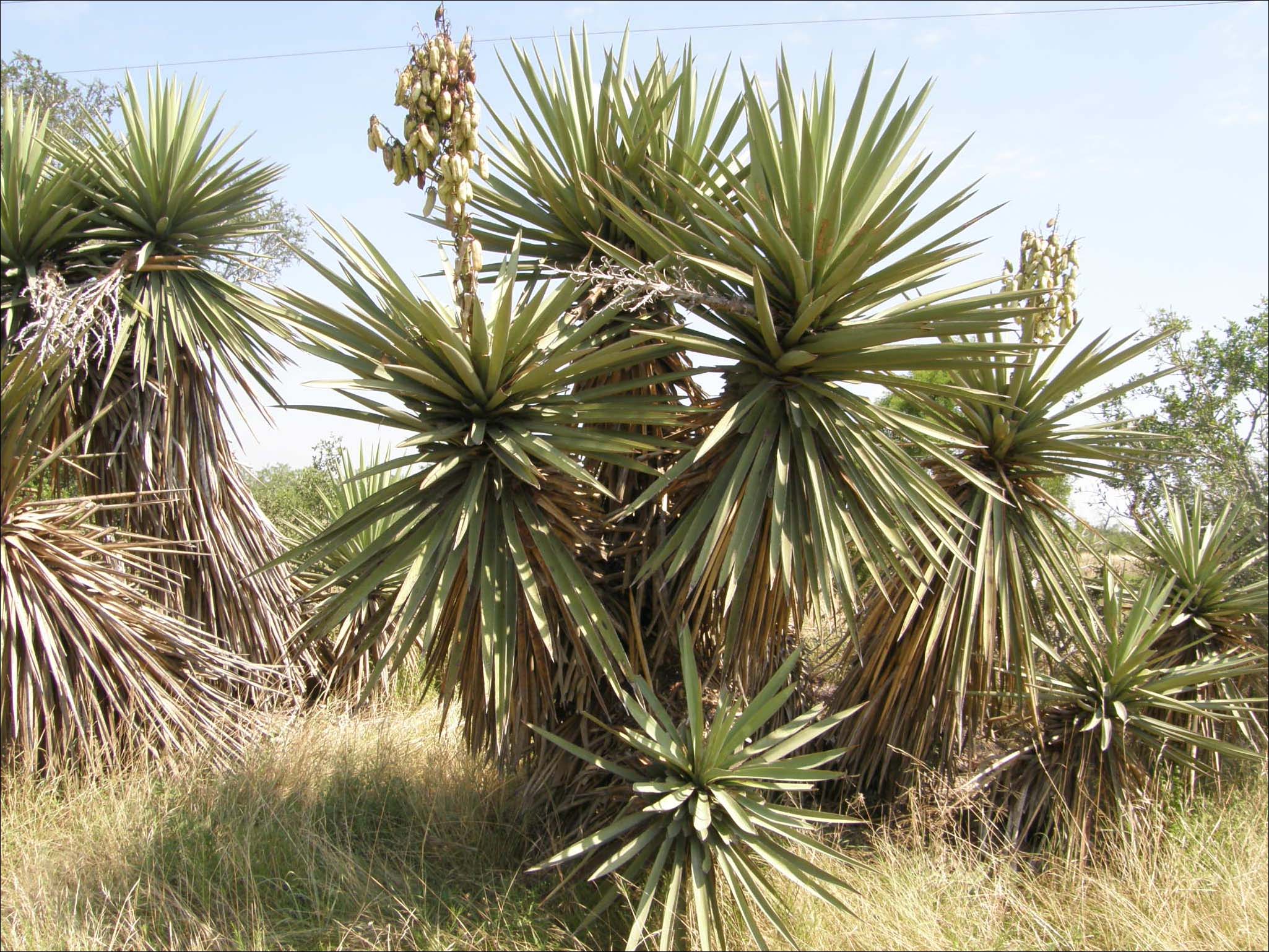 Body and flowers of Yucca treculeana