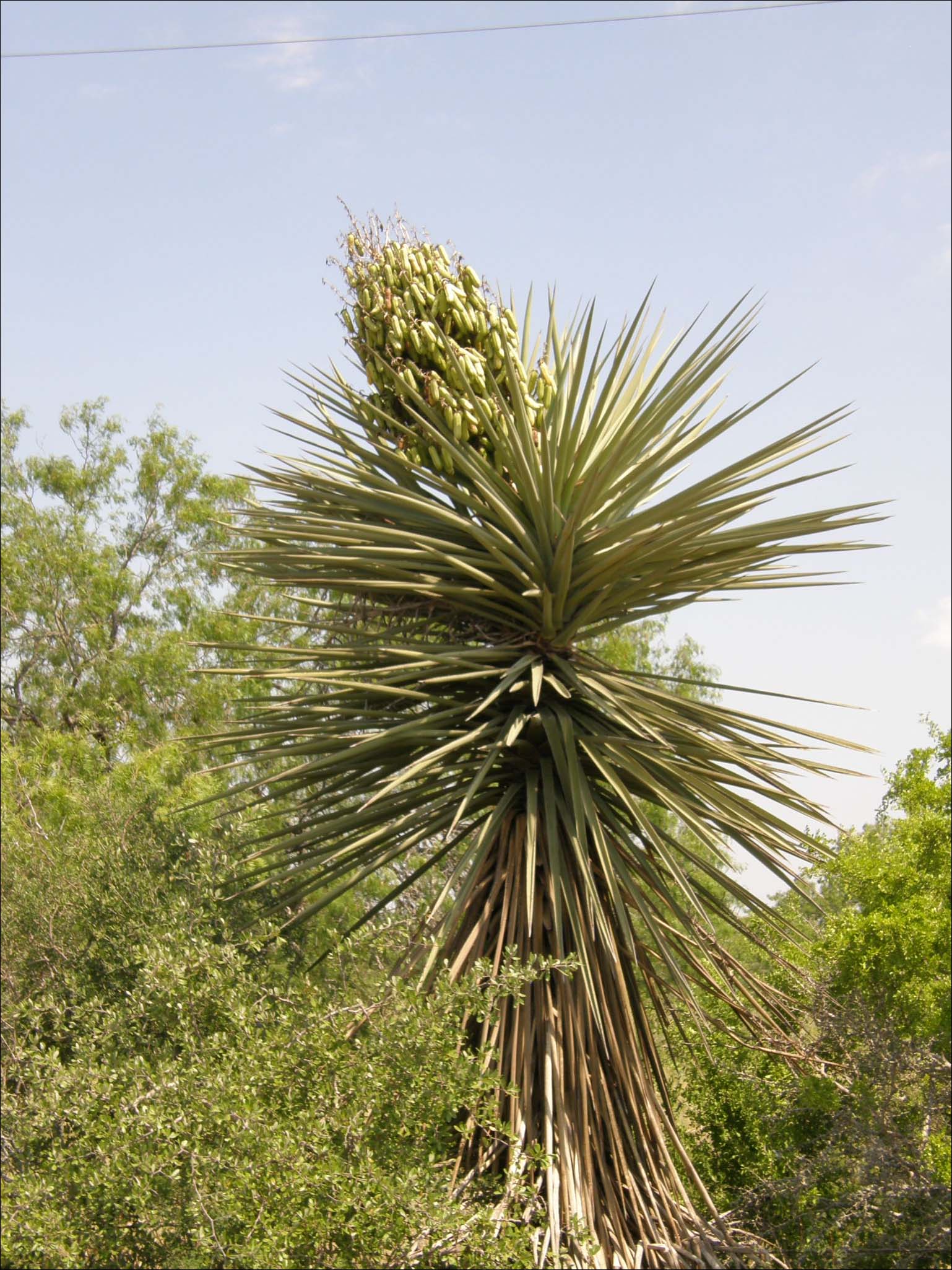 Overview of Yucca treculeana
