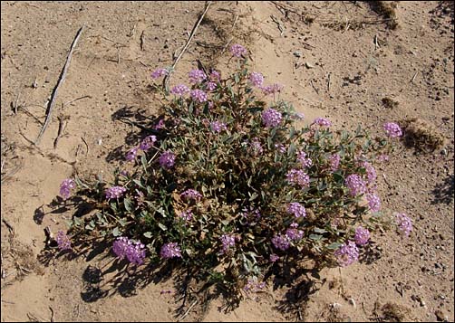 Overview, Abronia angustifolia: Pink Sand Verbena
