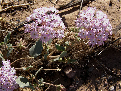 Flowers, Abronia angustifolia: Pink Sand Verbena