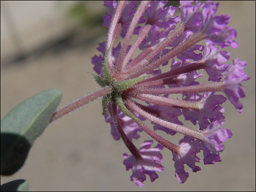 Closeup of stem and flowers, Abronia angustifolia: Pink Sand Verbena