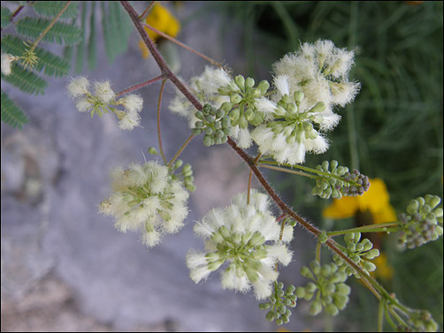 Flowers of Acaciella angustissima