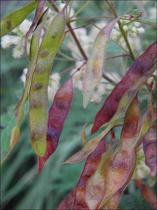 Seed pods of Acaciella angustissima