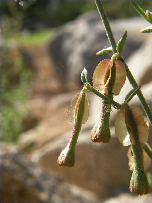 Sparse-leafed Moonpod, Acleisanthes angustifolia, fruit