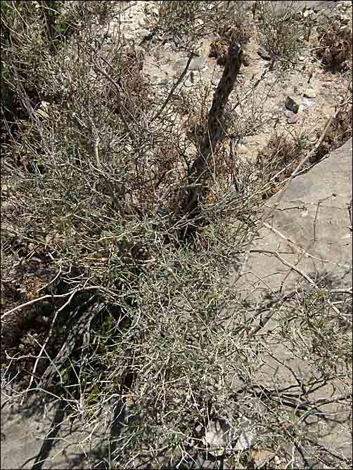 Sparse-leafed Moonpod, Acleisanthes angustifolia, overview