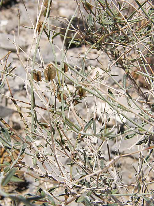 Sparse-leafed Moonpod, Acleisanthes angustifolia, fruit