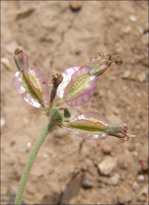 Goosefoot Moonpod, Acleisanthes chenopodioidesfruit