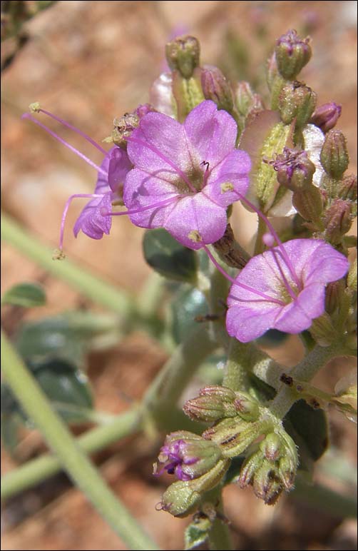 Goosefoot Moonpod, Acleisanthes chenopodioides, flowers