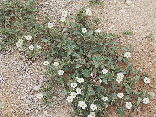 Spreading Moonpod, Acleisanthes diffusa, overview