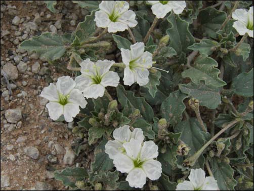 Spreading Moonpod, Acleisanthes diffusa, flowers and foliage