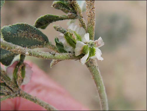 Spreading Moonpod, Acleisanthes diffusa, overview