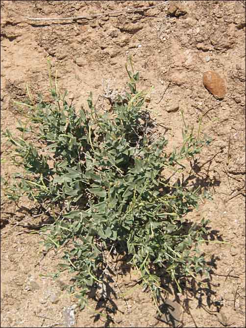 Lance-leaf Moonpod, Acleisanthes lanceolata, overview