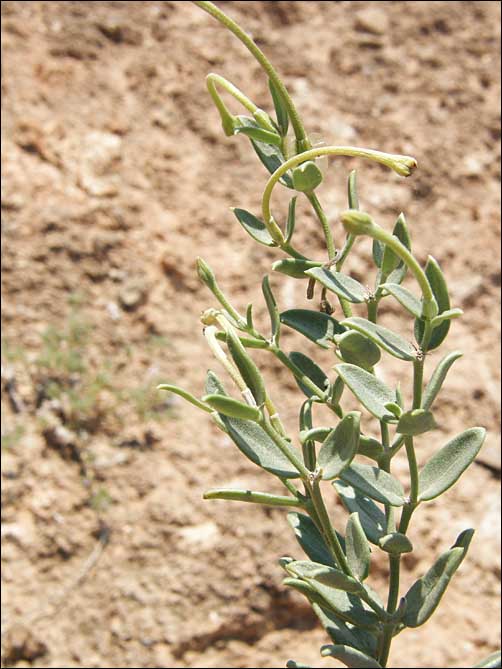 Lance-leaf Moonpod, Acleisanthes lanceolata, Foliage and flowers