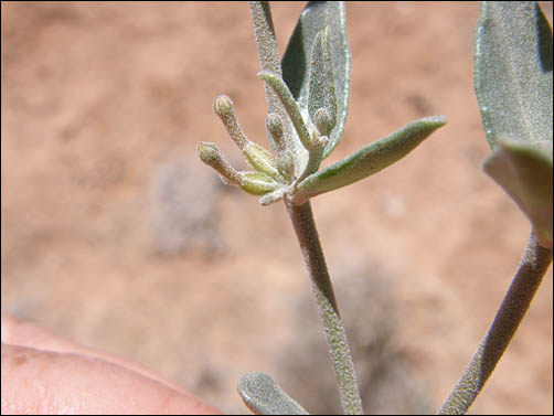 Lance-leaf Moonpod, Acleisanthes lanceolata, a closer view of foliage and flowers