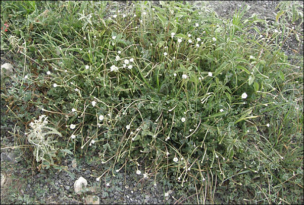 Angel Trumpets, Acleisanthes longiflora, overview