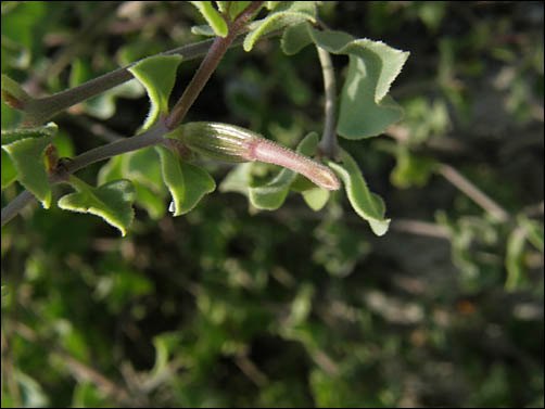 Angel Trumpets, Acleisanthes longiflora, cleistogamous flowers, foliage