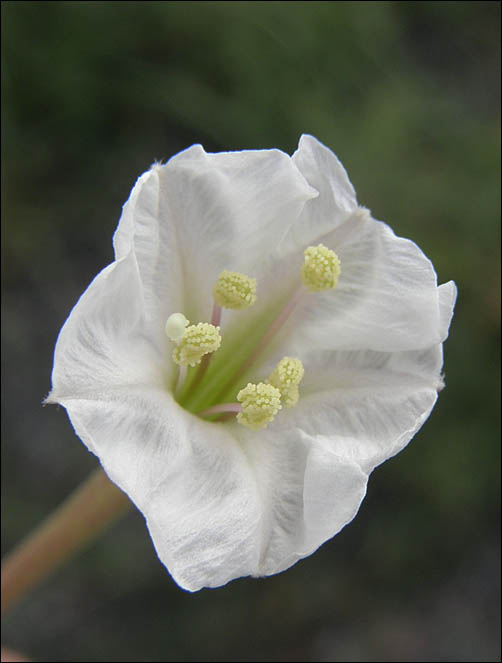 Angel Trumpets, Acleisanthes longiflora, flowers