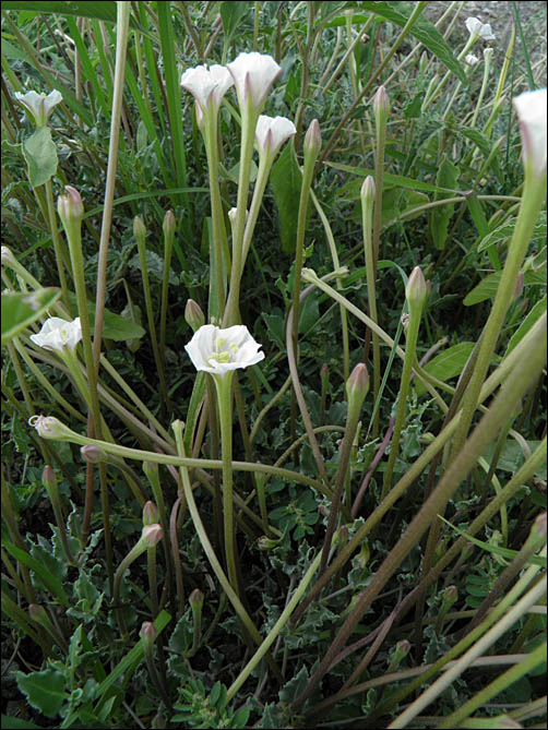 Angel Trumpets, Acleisanthes longiflora, overview