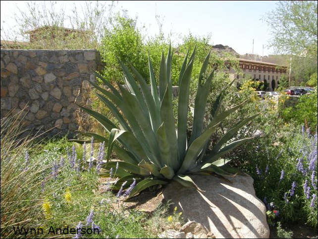 Agave weberi, Chihuahuan Desert Gardens, Centennial Museum, UTEP