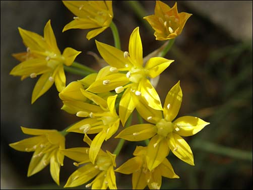 close-up of flowers of Allium coryi
