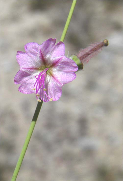 Big Bend Ringstem, flower